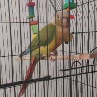 طوطی گرینچیک