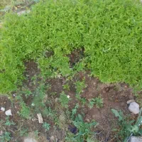 نهال گوجه