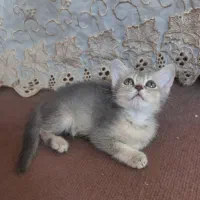 واگذاری برتیش بلوگلد