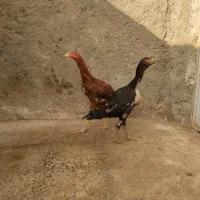 یک جفت مرغ خروس لاری