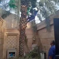 بریدن نخل حرس نخل سمپاشی نخل درآوردن ریش نخل|خدمات باغبانی و درختکاری|اهواز, نادری|دیوار