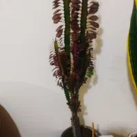 گل‌های طبیعی