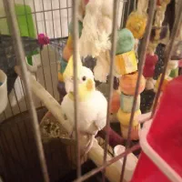 یک عدد عروس هلندی جوجه