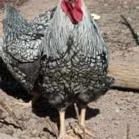 خروس ویاندوت ۲۰ ماهه سیلور