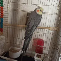 ۲عددعروس هلندی