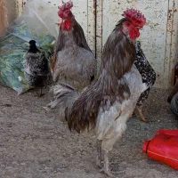 مرغ وخروس گلین