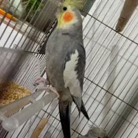 عروس هلندی . کوتوله