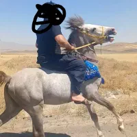 کره سه ساله