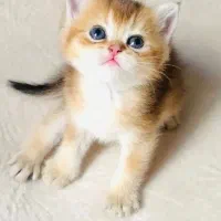 بچه گربه بریتیش