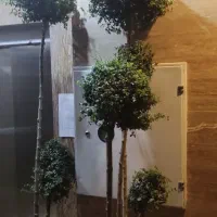درختچه مورت پیوندی