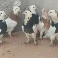 طوقی پاپر و کبوتر آبادانی