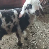 یک عدد بره شیری ماده خوش رنگ|حیوانات مزرعه|شوش, |دیوار