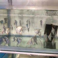 انواع ماهی زینتی|ماهی|همدان, |دیوار