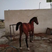 شجر دار اسب|اسب و تجهیزات اسب‌سواری|شیراز, دارالرحمه|دیوار