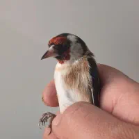 سهره نر آنتیک زنجان