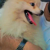 فروشی|سگ|بندرعباس, |دیوار