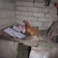 مرغ سرحال|حیوانات مزرعه|انزل, |دیوار