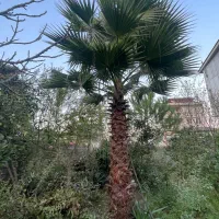 نخل پالم واشنگتن تنه قرمز