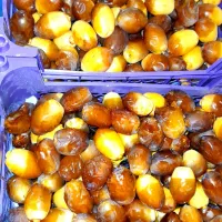 خرما کارتن شده
