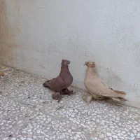 کبوتر رواعب