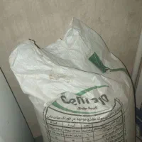 بذر گندم دیمی