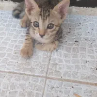 بچه گربه اهلی