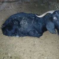 بوز|حیوانات مزرعه|چناران, |دیوار