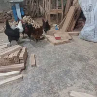 خروس