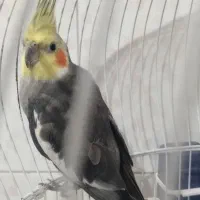 عروس هلندی آوازخوان