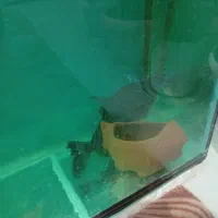 پیرانا|ماهی|اقبالیه, |دیوار