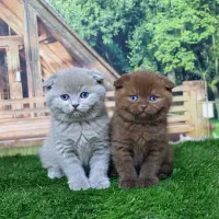 بچه گربه چاکلت و لیلاک کیفیت خیلی بالا