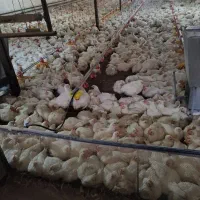 اجاره مرغداری ۲۵۰۰۰قطعه|اجارهٔ دفتر صنعتی، کشاورزی، تجاری|کلاترزان, |دیوار