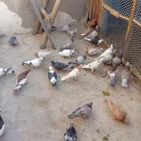 پرندهکبوتر