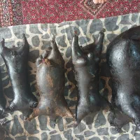 هیزه|خوردنی و آشامیدنی|کلاشی, |دیوار