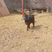 انواع گوسفند|حیوانات مزرعه|بم, |دیوار