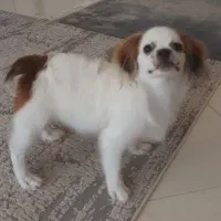 شیتزو مالتیز|سگ|پردیس, فاز ۳|دیوار