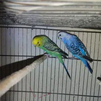 حدود ده جفت مرغ عشق هلندی چشم سرخ همه دستی و مولد|پرنده|شاهین‌شهر, شهرک گلدیس|دیوار