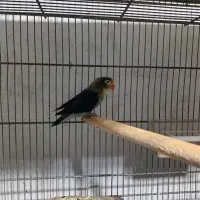 کوتوله ماده بالغ