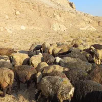 ۱۳۰ راس میش|حیوانات مزرعه|مرودشت, ژیان|دیوار