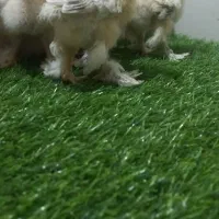 جوجه برهما لایت ۲ماه و ۱۰ روزه اصیل وتخم نطفه دار|حیوانات مزرعه|اصفهان, مارچین|دیوار