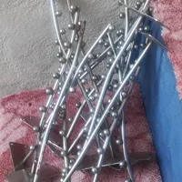 رگال شاخکی تیله ای رگال سیخی تیله ای