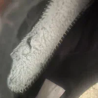 کفش سالنی پرمیر