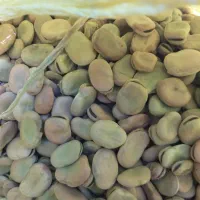 باقله خشک درجه یک|خوردنی و آشامیدنی|گوآور, |دیوار