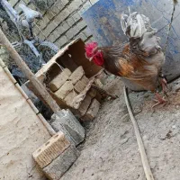 خروس|حیوانات مزرعه|شیراز, کرونی(خاتونک)|دیوار