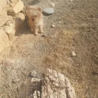 سگ خانگس شیتزو