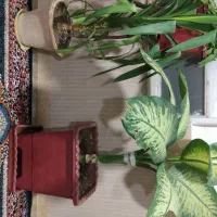 فروش دو عدد گل|گل و گیاه طبیعی|پیرانشهر, |دیوار