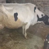 گاو و گوساله