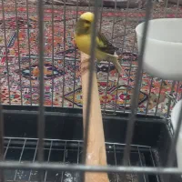 یه عدد قناری نر ۷ ماه ابلغ قرص بفروش میرسد