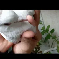 کفتر کبوتر|پرنده|بومهن, |دیوار