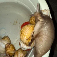 ۹عددحلزون